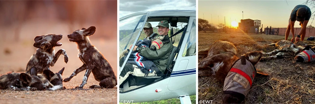 Your safari impact