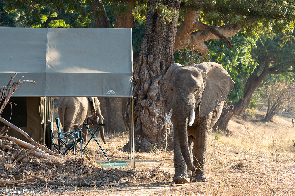 African safari