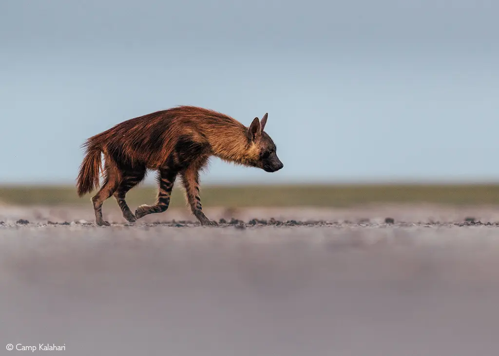 Botswana safari