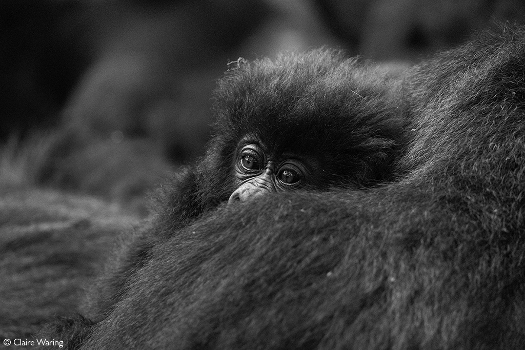 Africa Geographic safari
