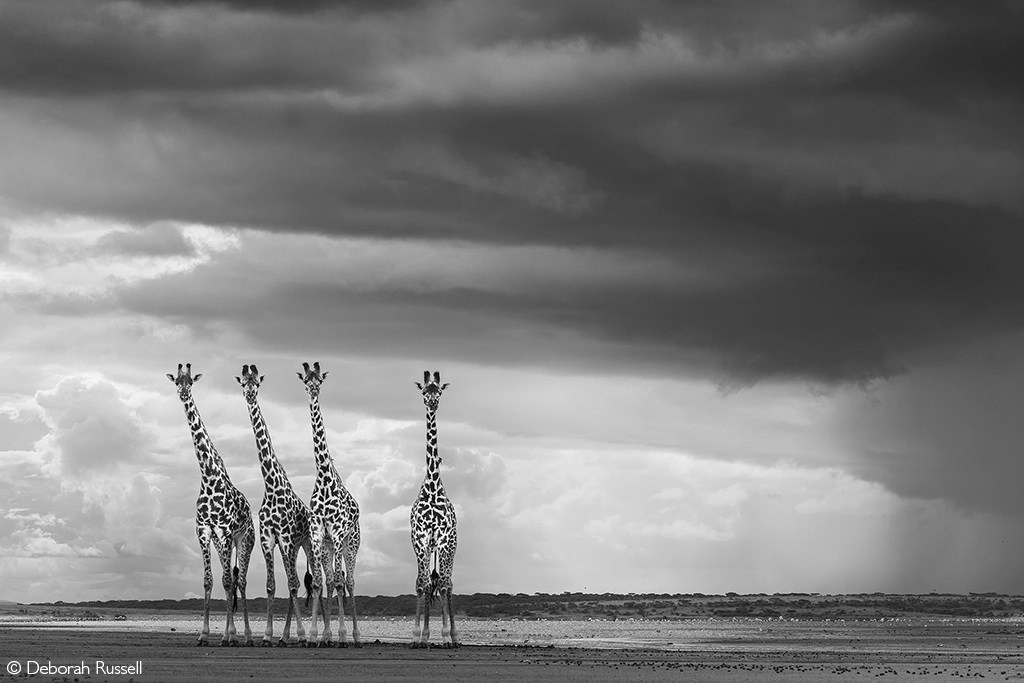Africa Geographic safari