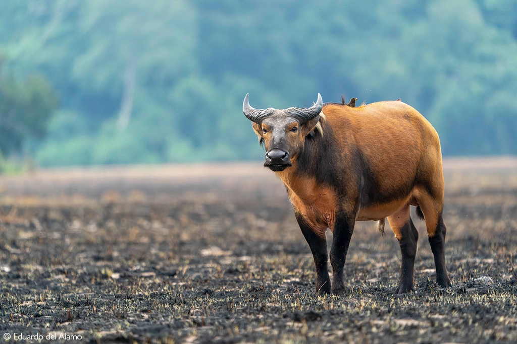 Africa Geographic safari