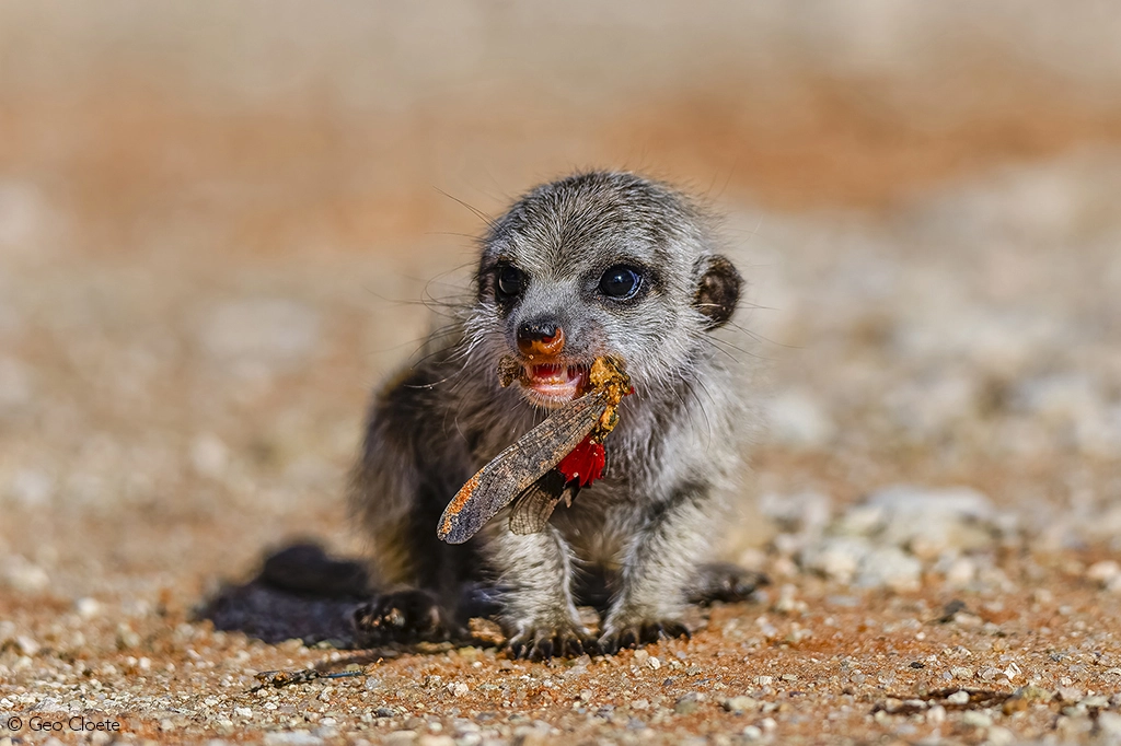Africa Geographic safari
