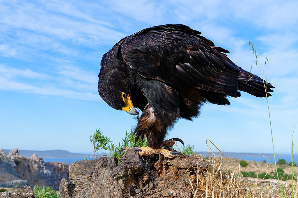 Africa Geographic safari