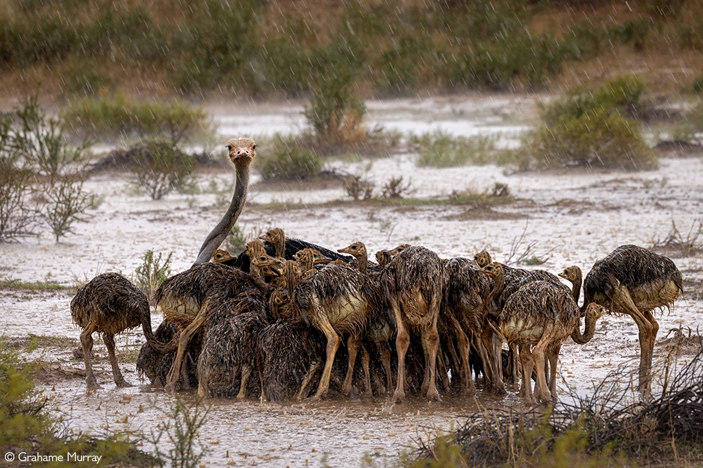 Africa Geographic safaris
