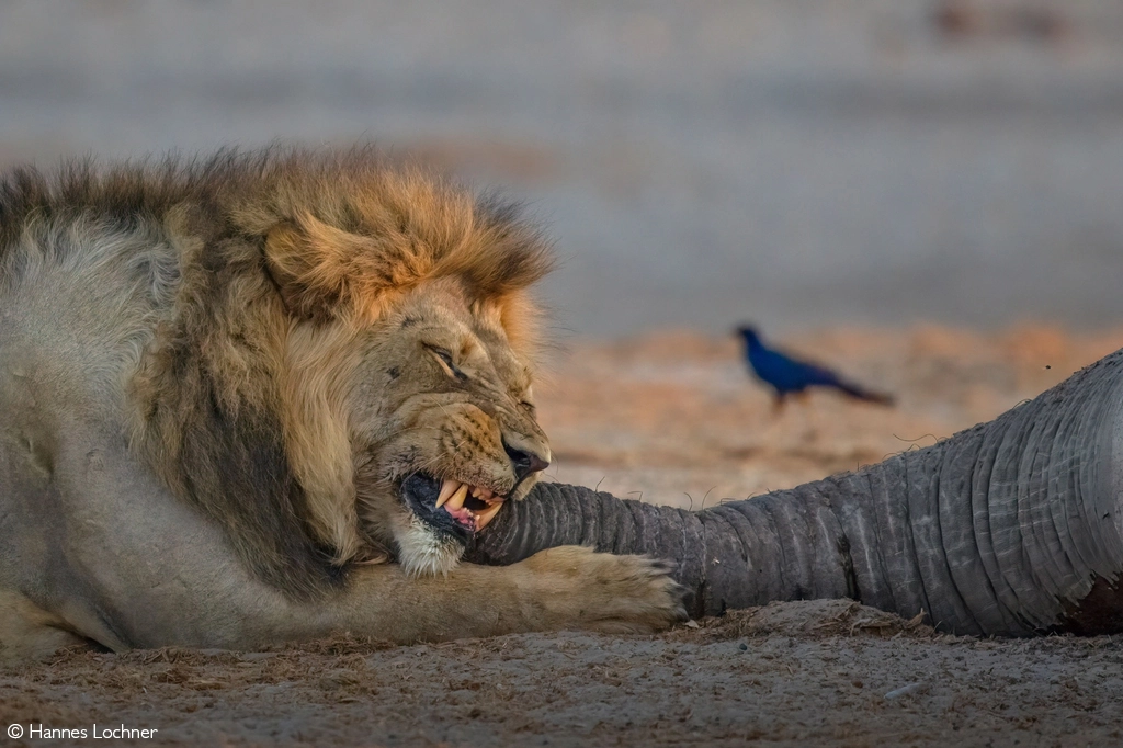 Africa tours