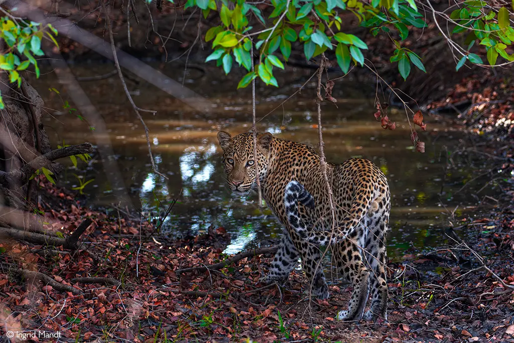 reliable safaris
