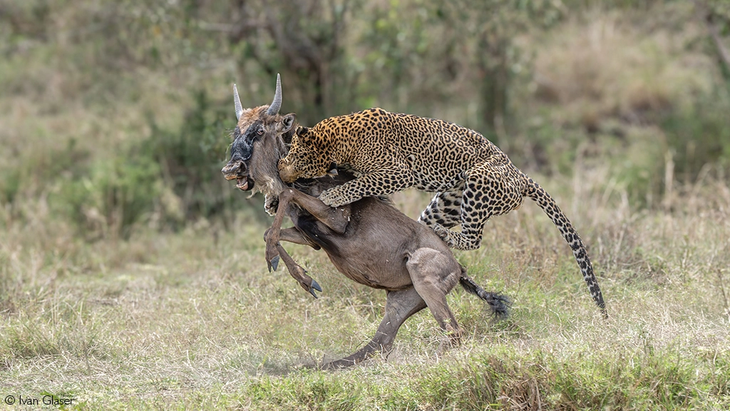 Africa Geographic safari