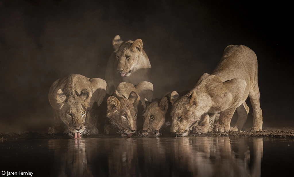 Africa Geographic safari