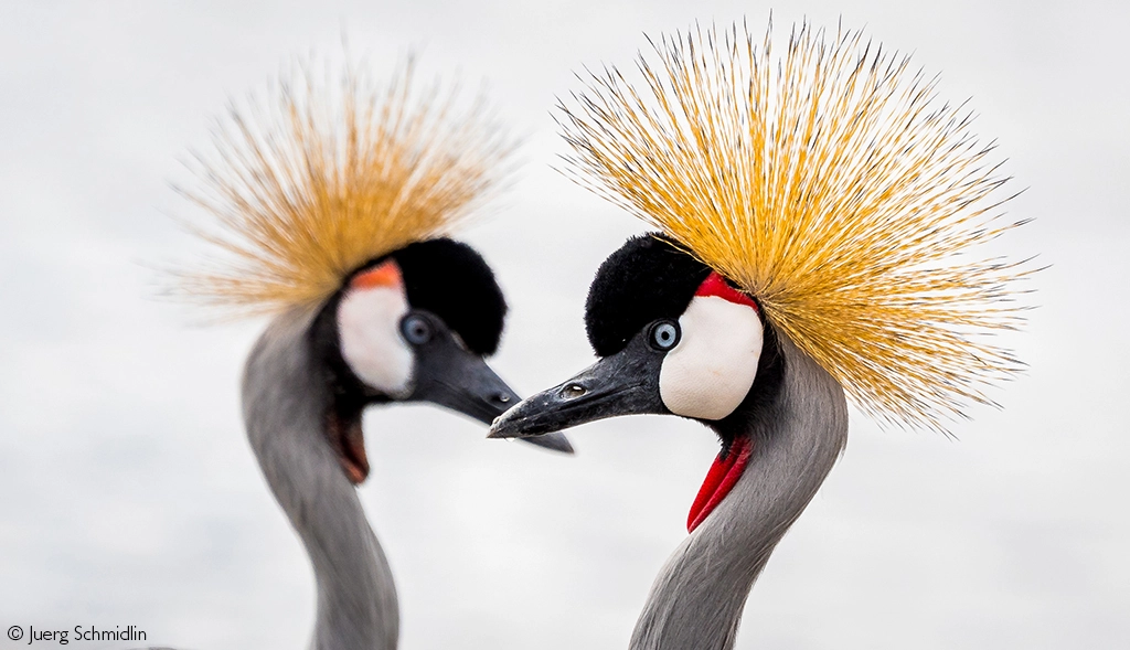 Africa Geographic safari