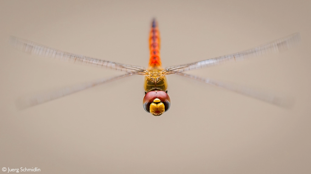 Africa Geographic safari