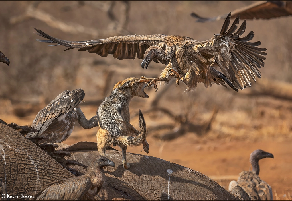 Photographer of the year 2026