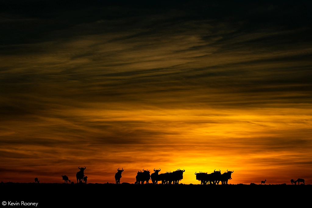 Africa Geographic safari
