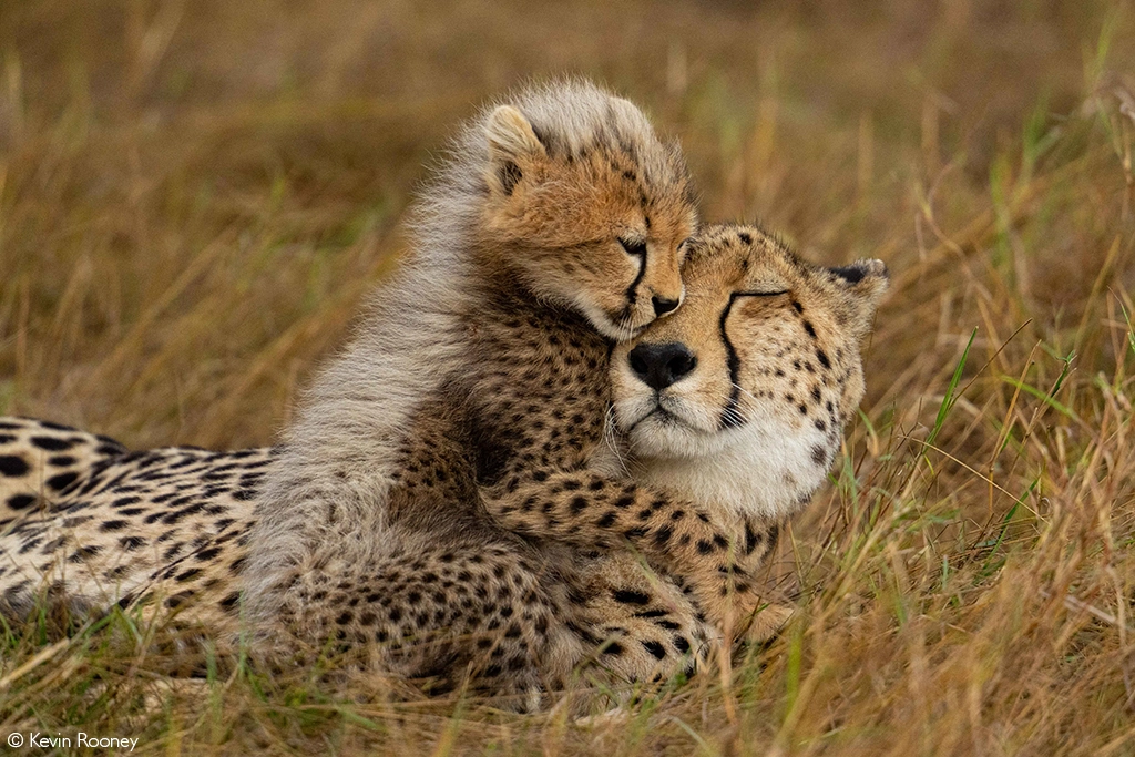 Africa Tours