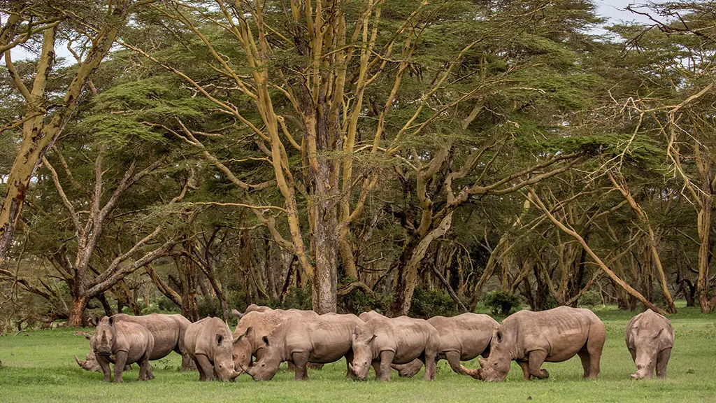 reliable safaris
