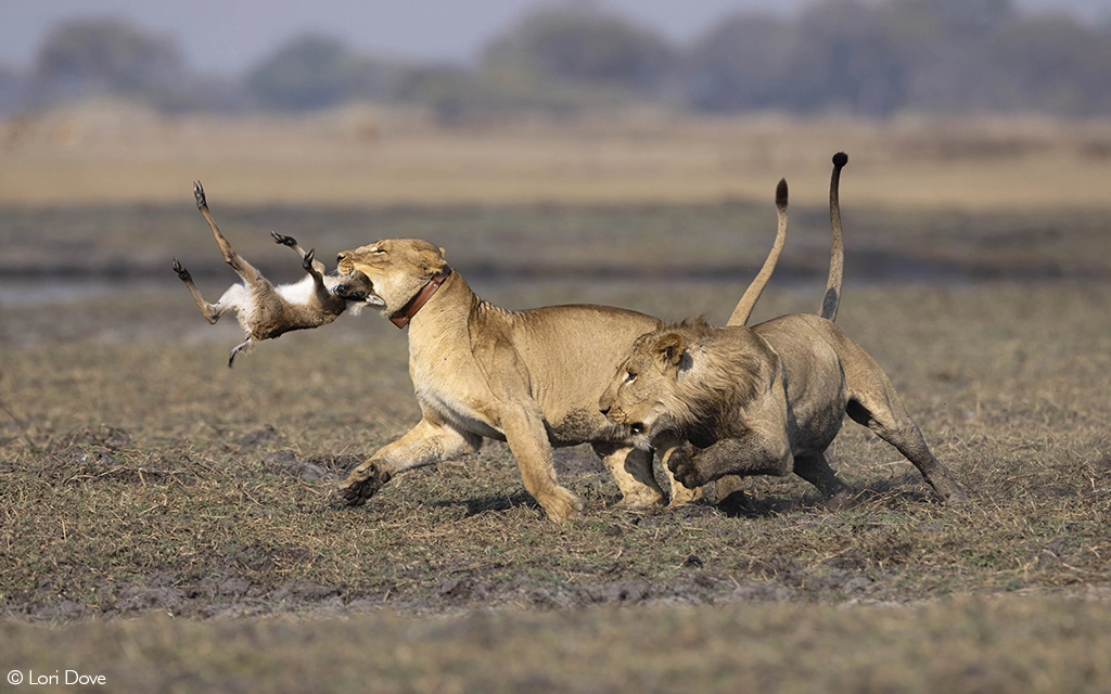 Photographer of the year