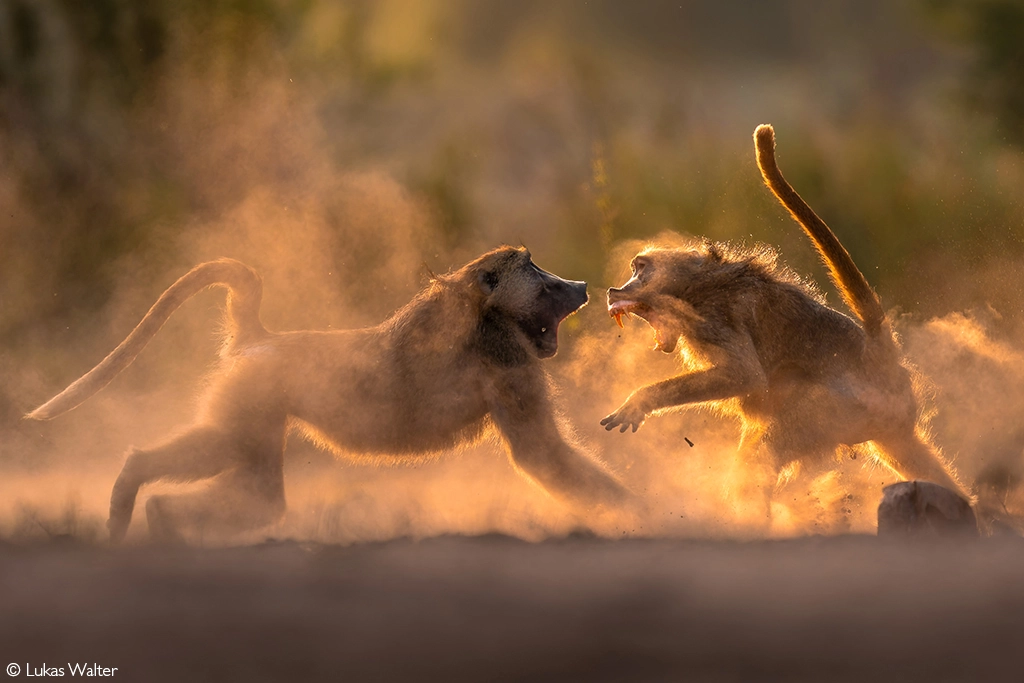 Photographer of the year 