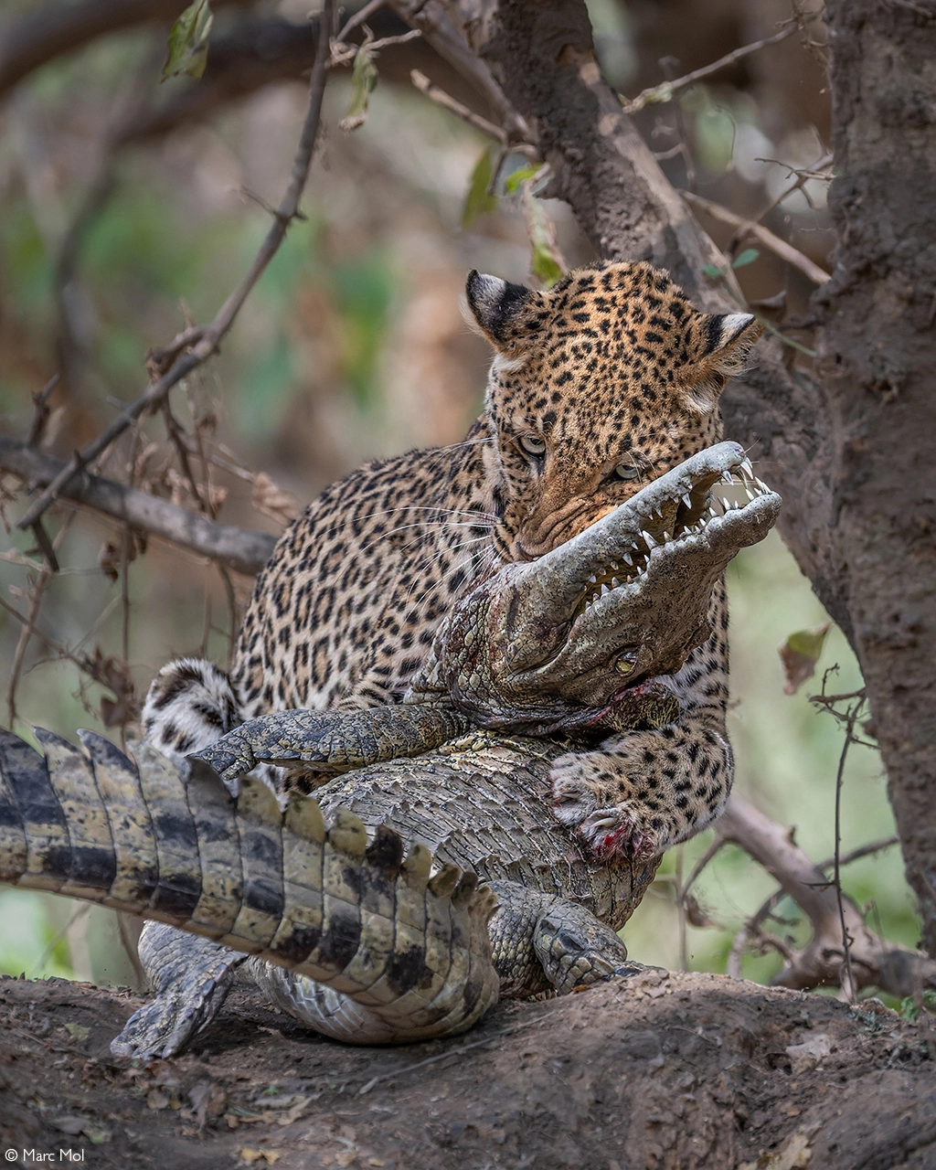 Africa Geographic safari