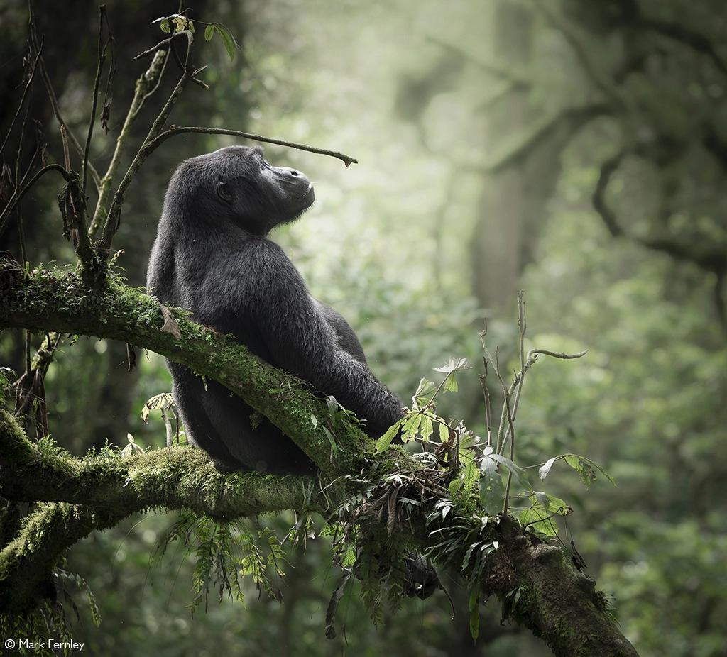 Africa Geographic safari