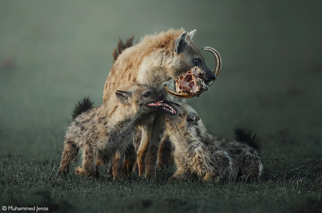 Africa Geographic safari