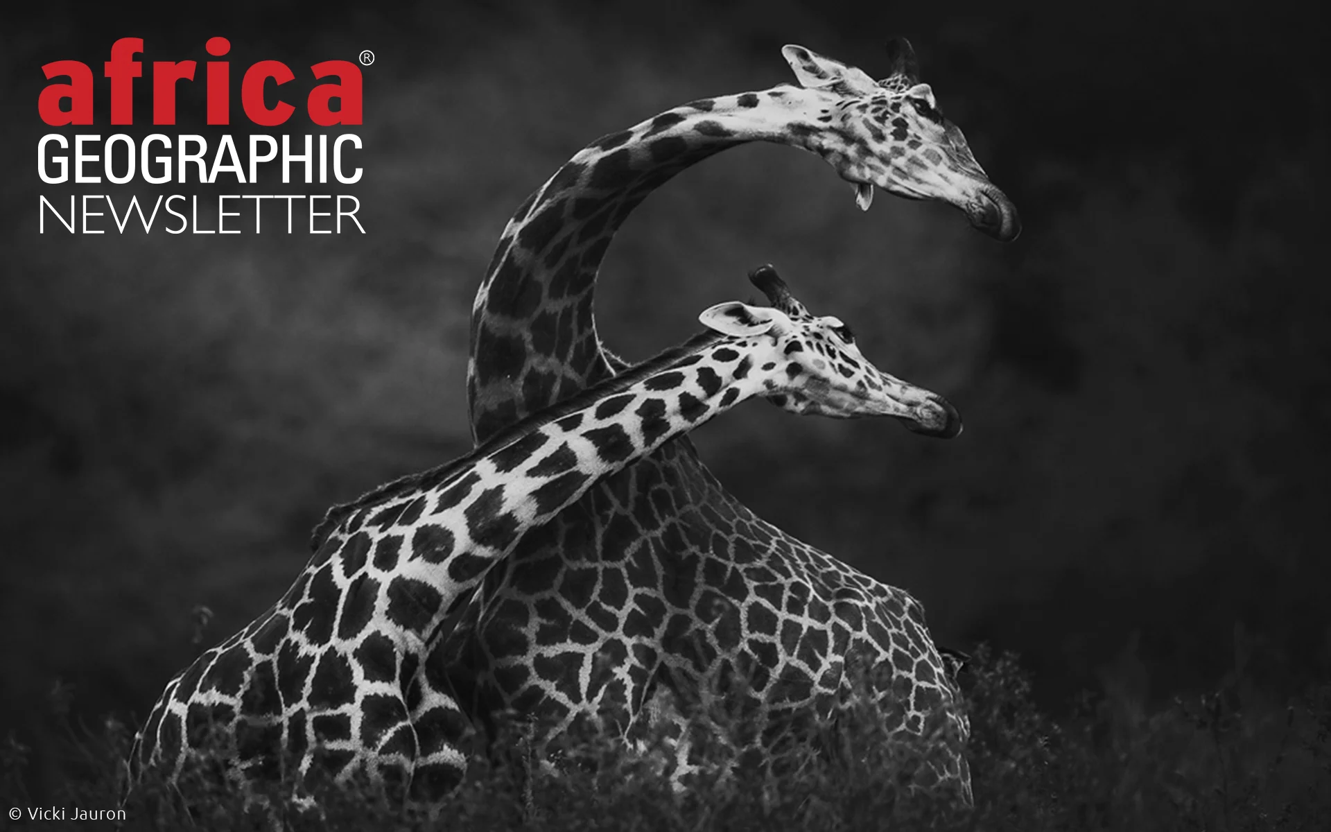 Giraffes