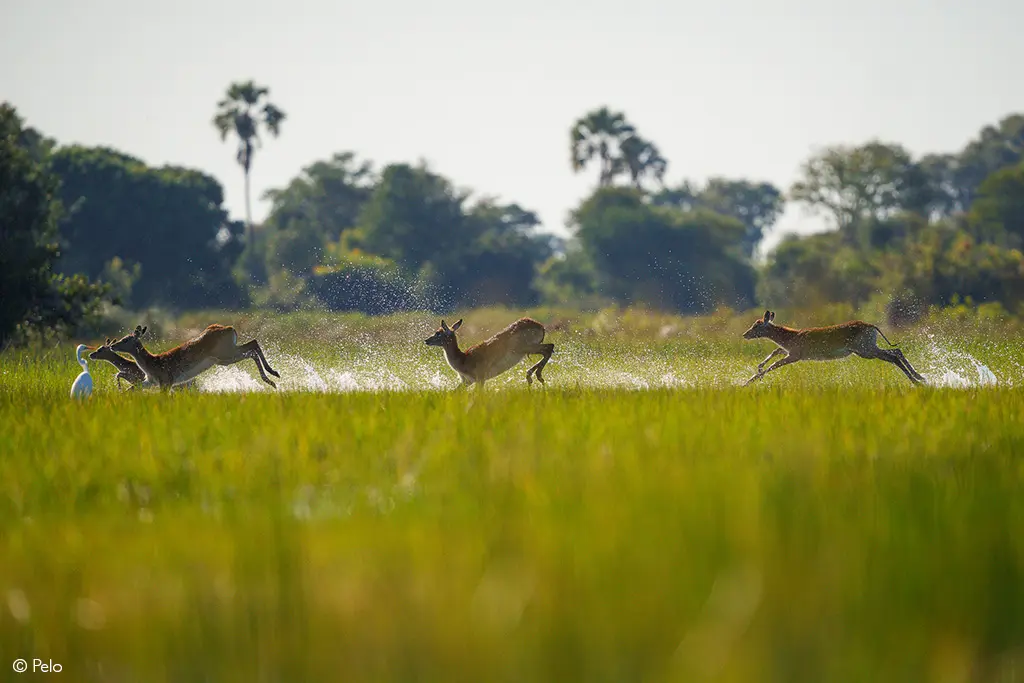 lechwe