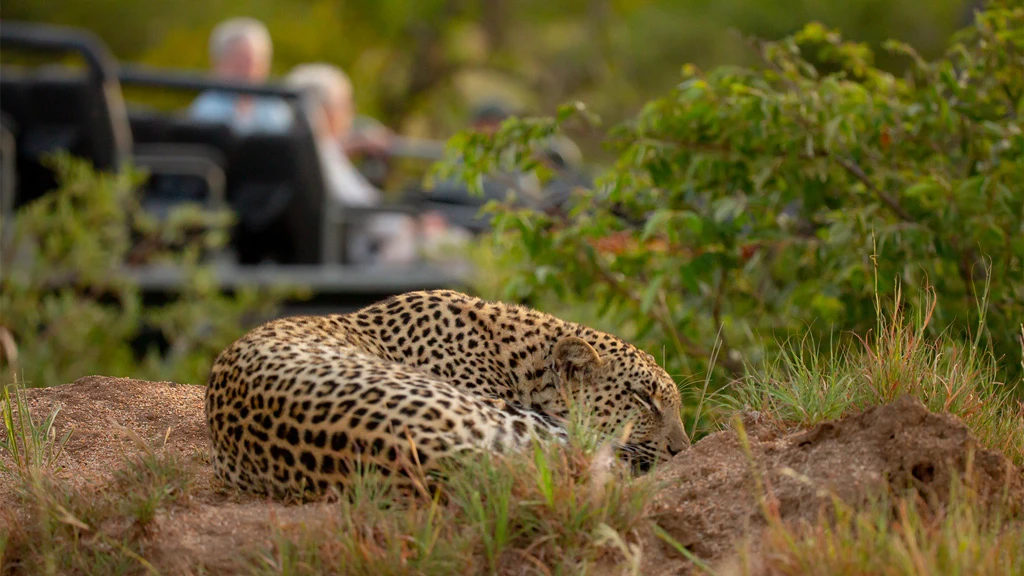Southern Africa mega safari - 22 days