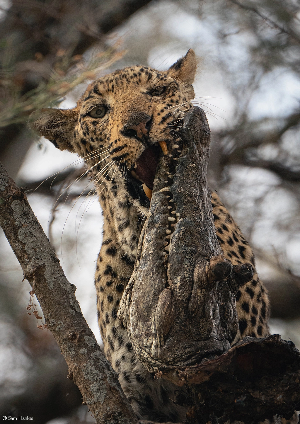 Africa Tours