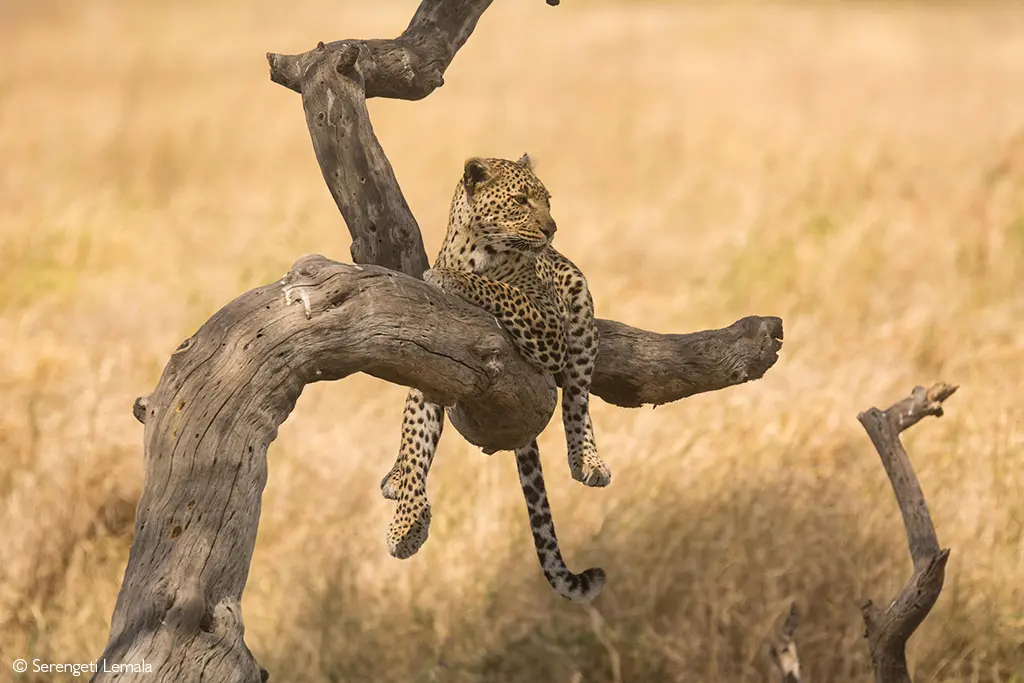 African safaris