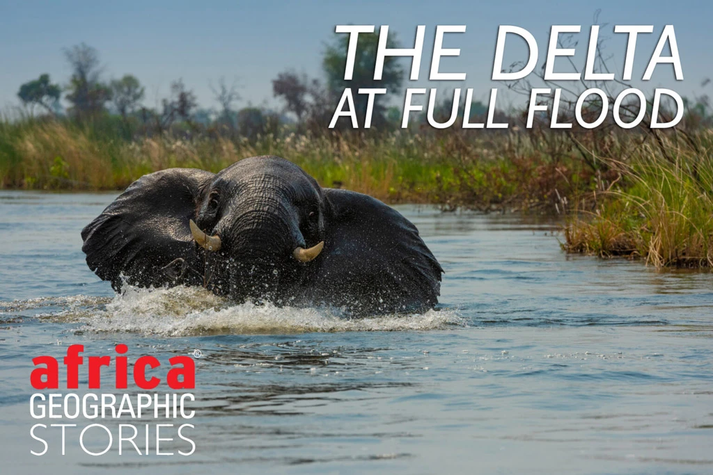 The Delta at full flood
