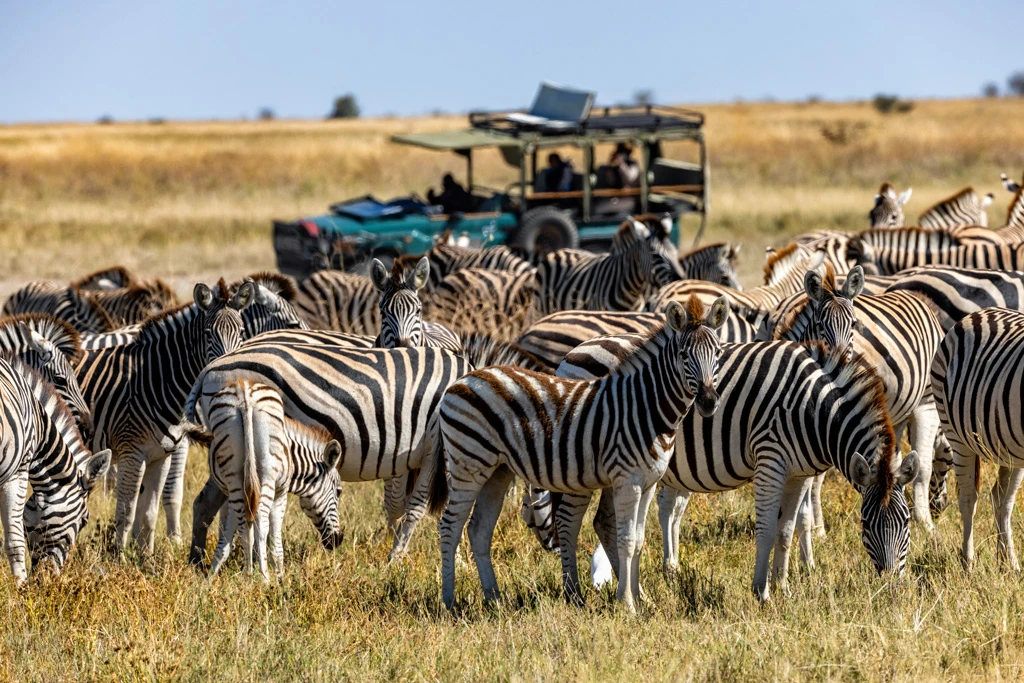 Beginners safari guide