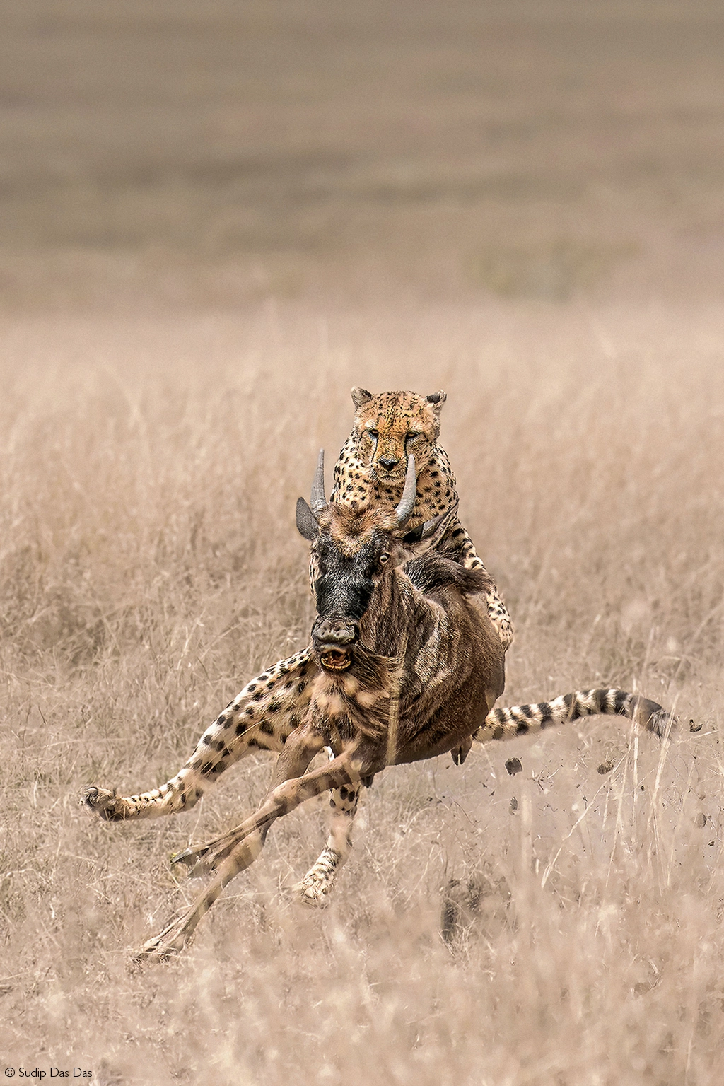 Africa Geographic safari