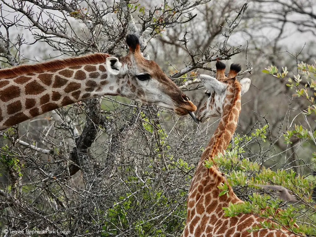 giraffes