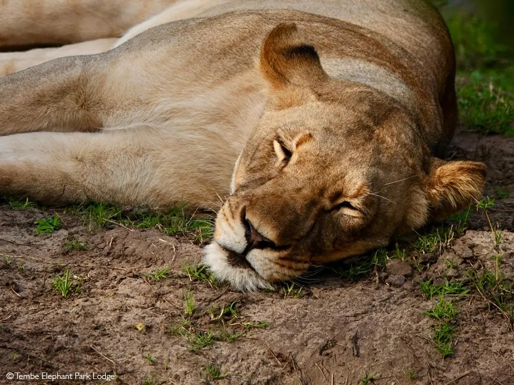 lion in KwaZulu Natal