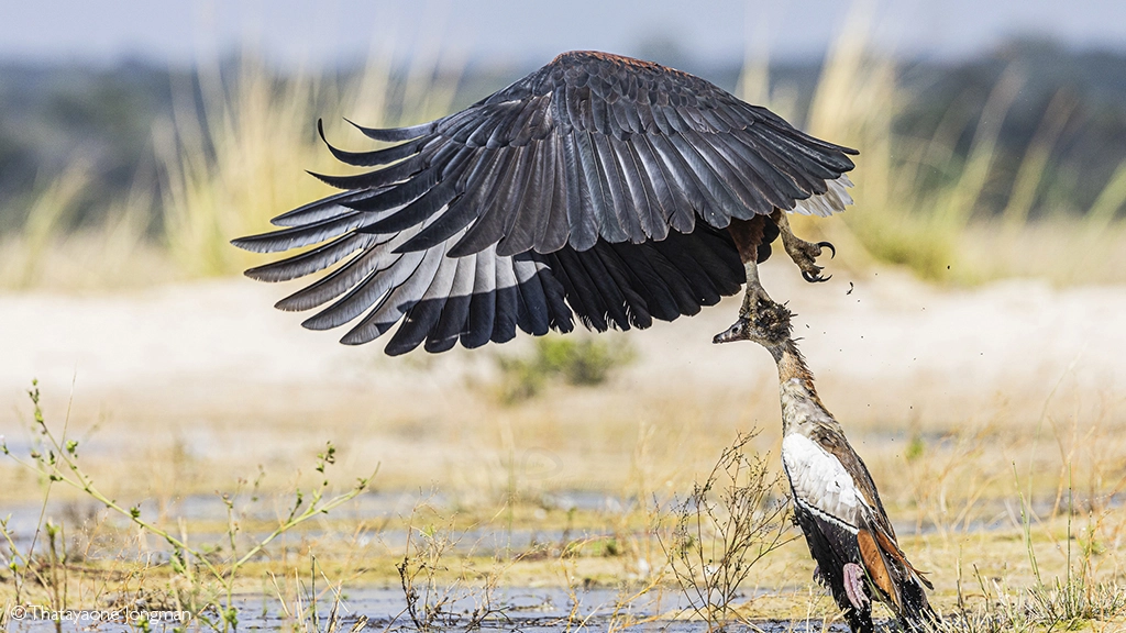 Africa Geographic safari