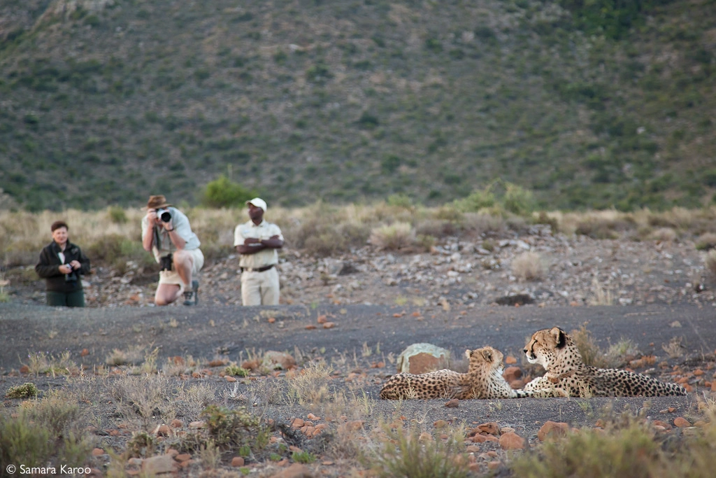 Cheetah conservation safari - 7 days