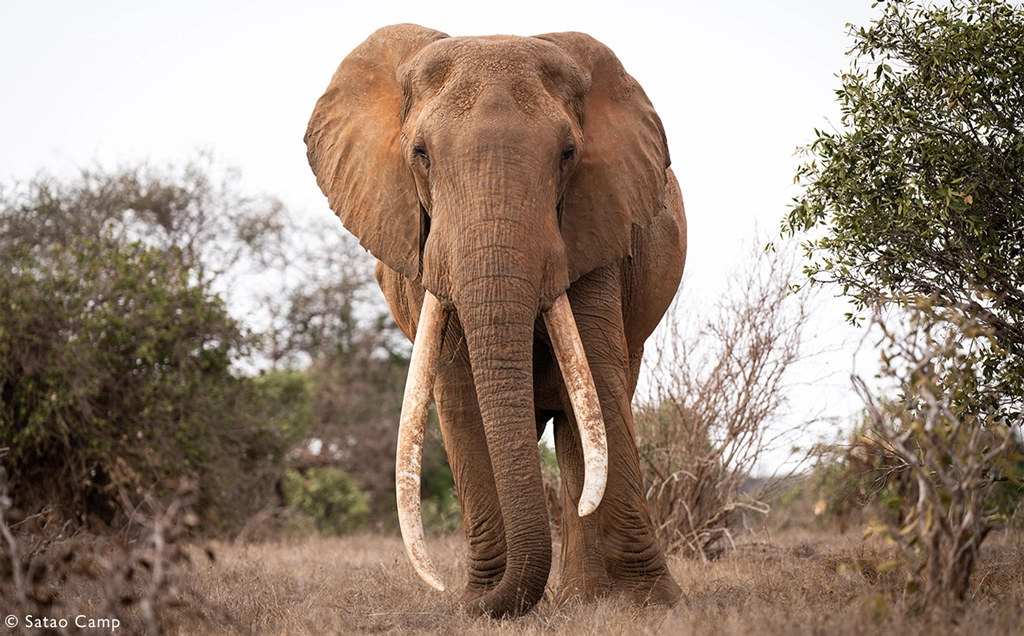 Kenya's Super Tuskers - 9-days