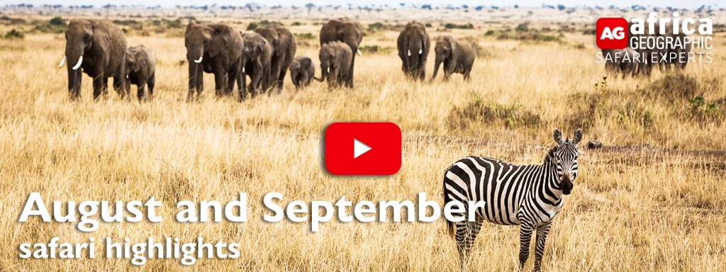 August and September safari highlights