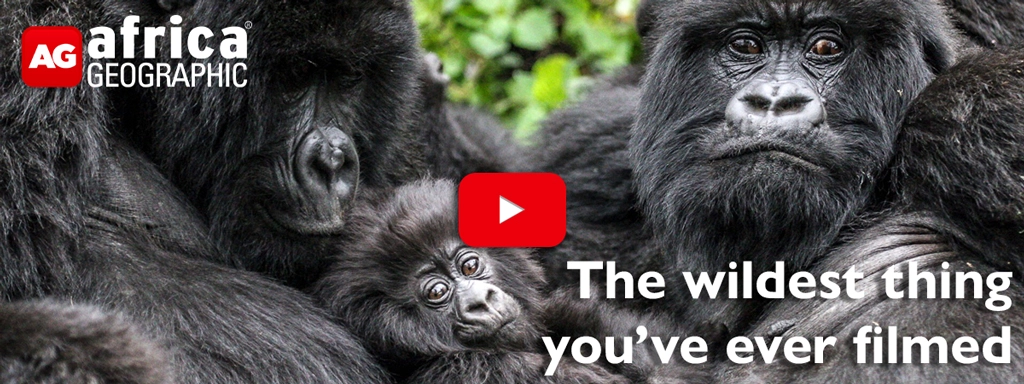 gorillas