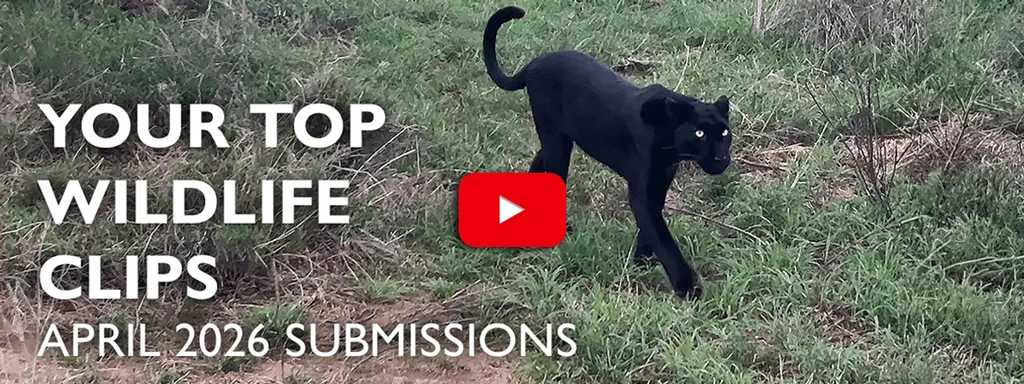 Top wildlife clips