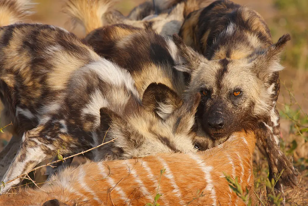 wild dogs