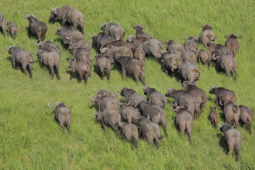 Tembe Elephant Park