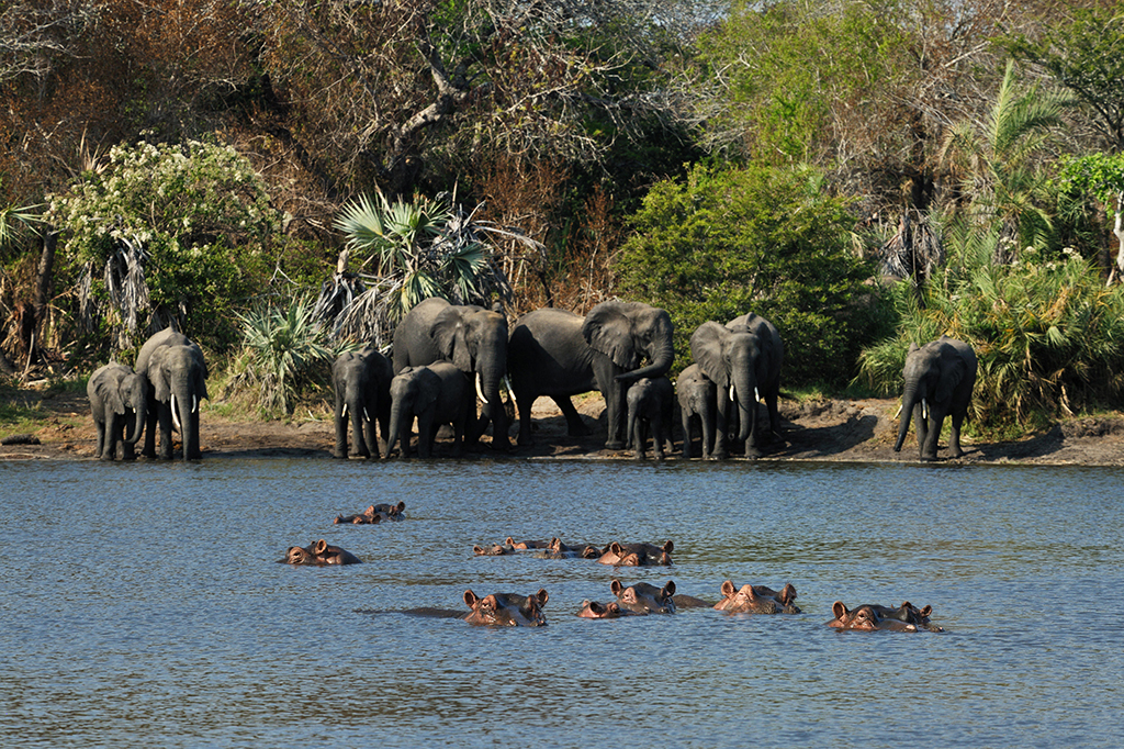 hippos and elephant