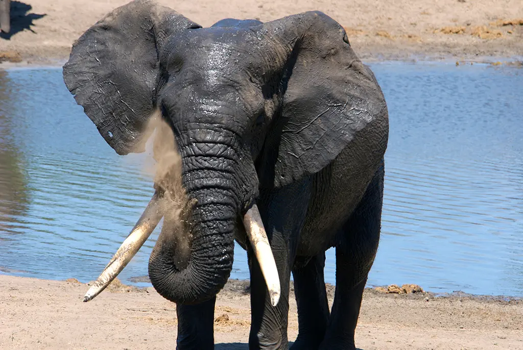 Taking a dust bath at the waterhole