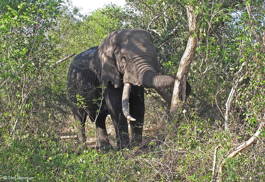 Tembe