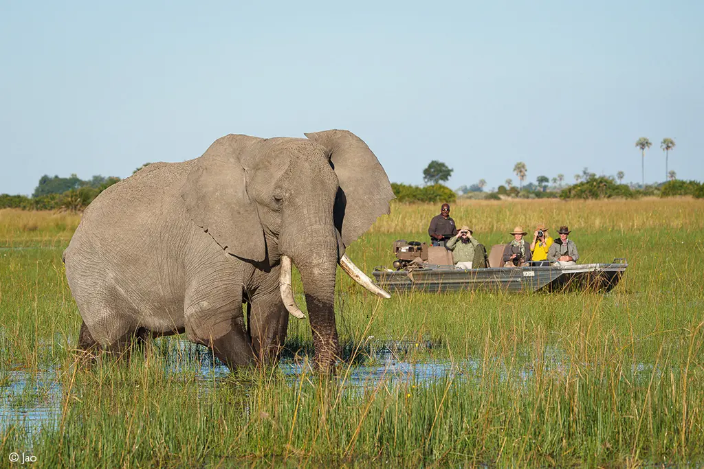 elephant