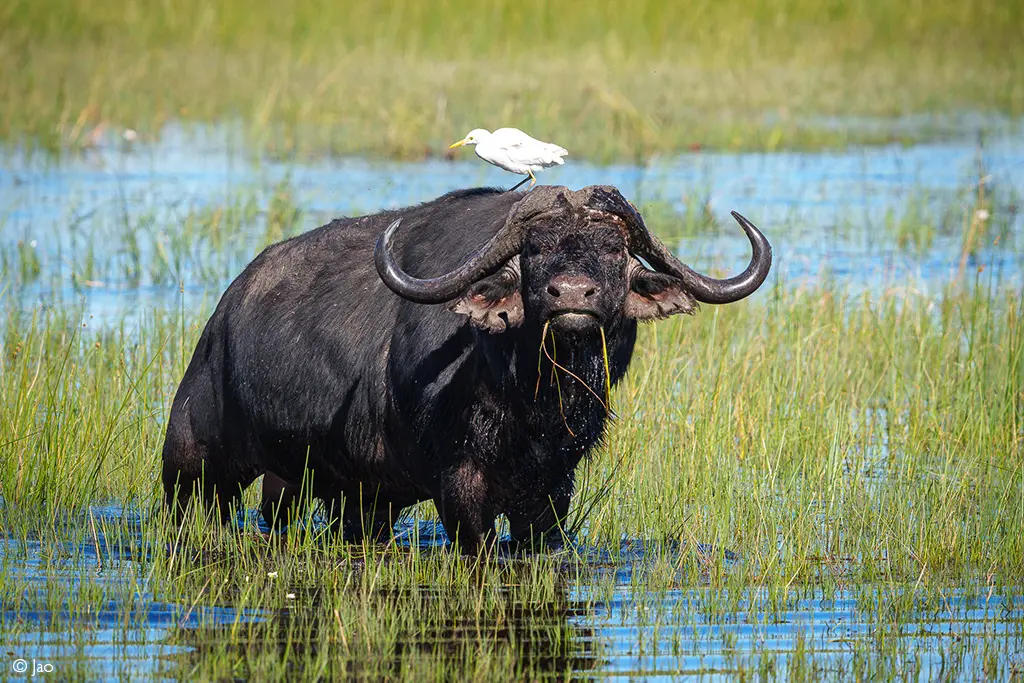 Okavango Delta