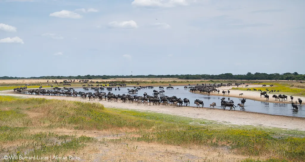 reliable safaris