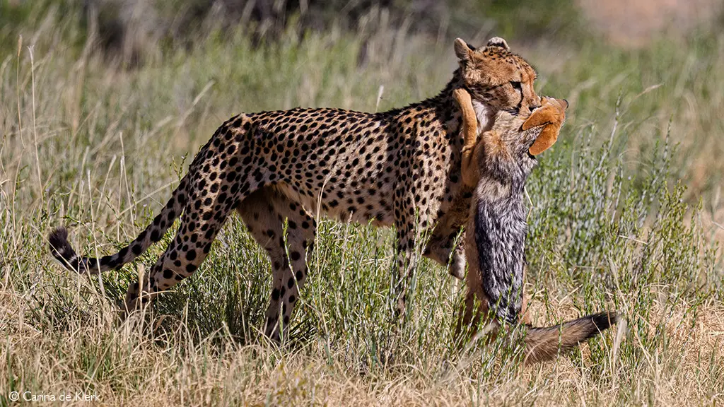 Cheetah of the Kalahari
