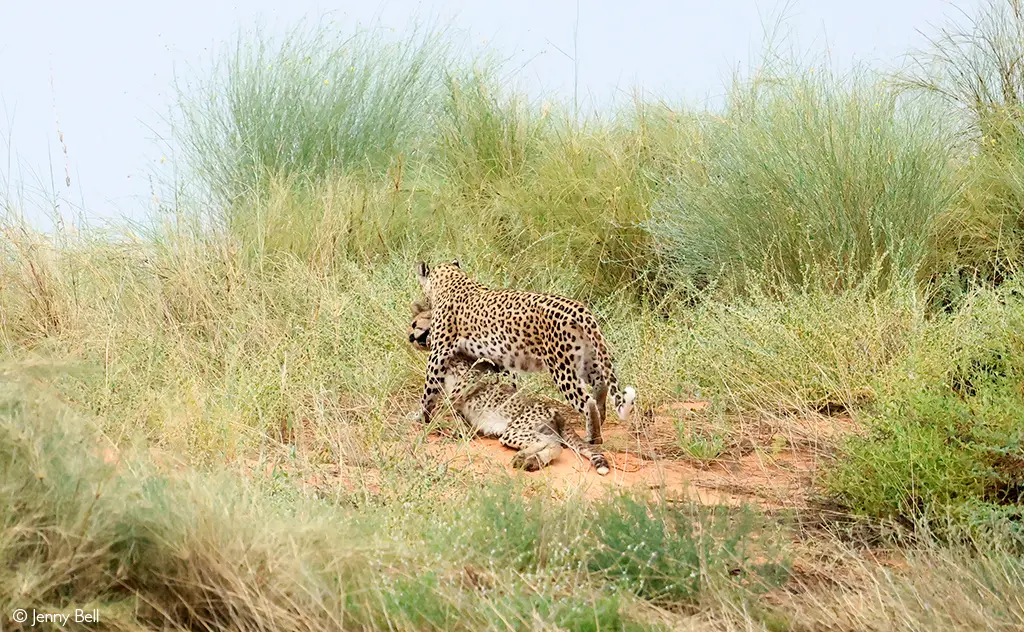 leopard Kgalagadi